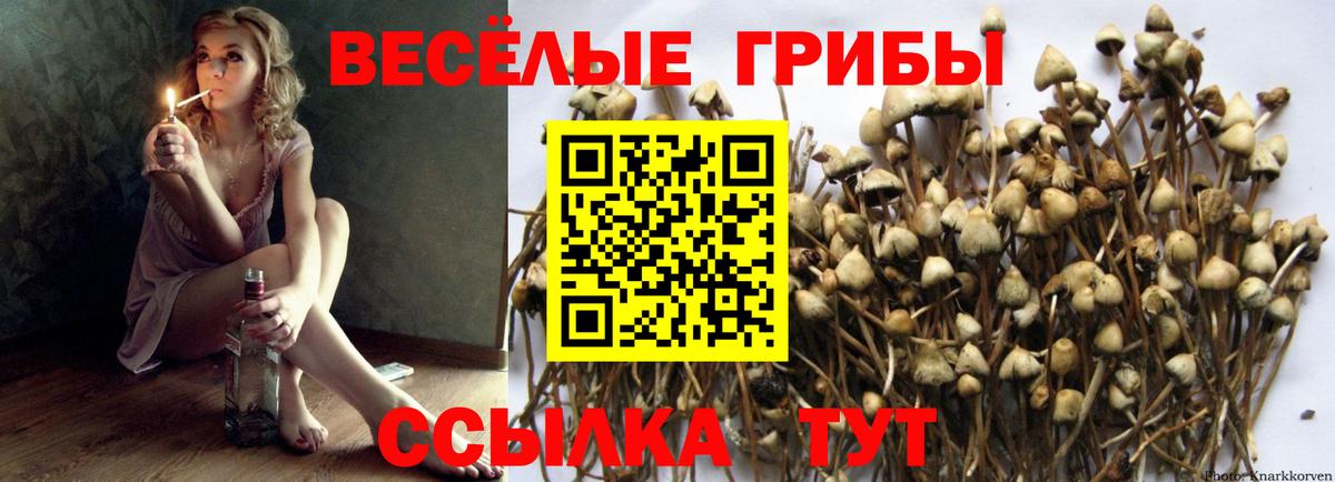 как найти закладки  Галлюциногенные грибы MAGIC MUSHROOMS  Вход с VPN  Карачаевск 